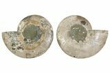 Large, Cut & Polished Ammonite Fossil - Madagasar #371449-1